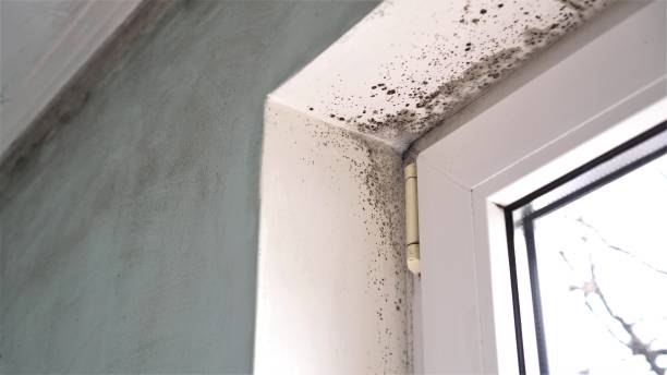 Best Residential Mold Removal  in Early, TX