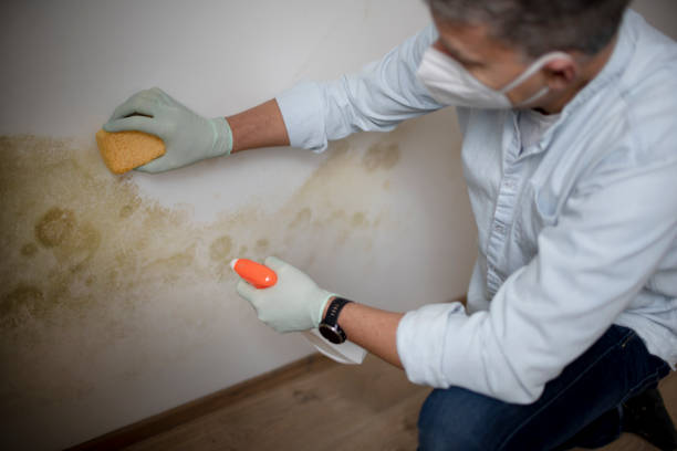 Best Attic Mold Removal  in Early, TX