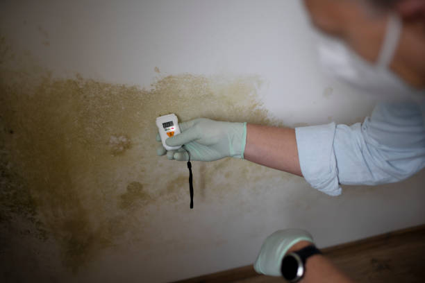 Best Home Mold Removal  in Early, TX