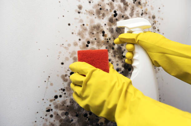 Certified Mold Removal in Early, TX