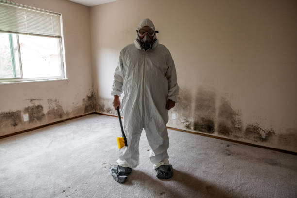 Reliable Early, TX Mold Removal Solutions