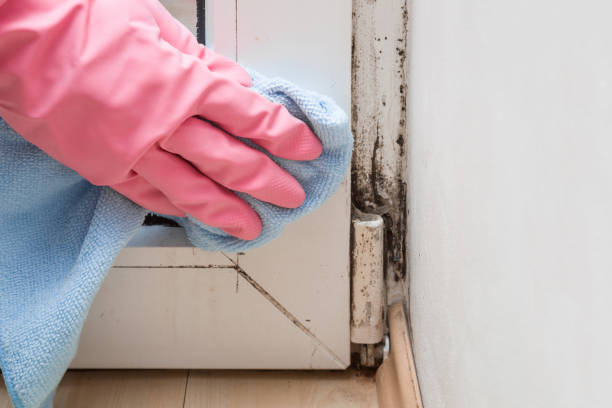 Best Office Mold Removal Services  in Early, TX